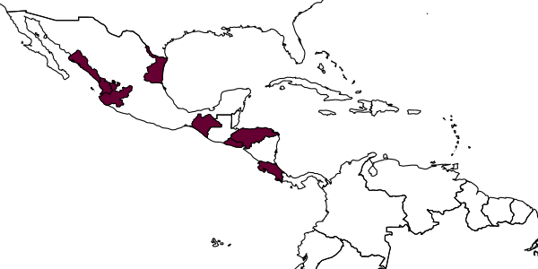 map of Anoplius chiapanus     Evans, 1966